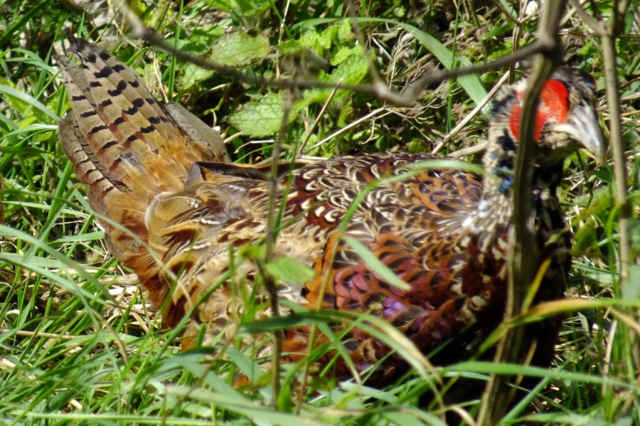 Pheasant