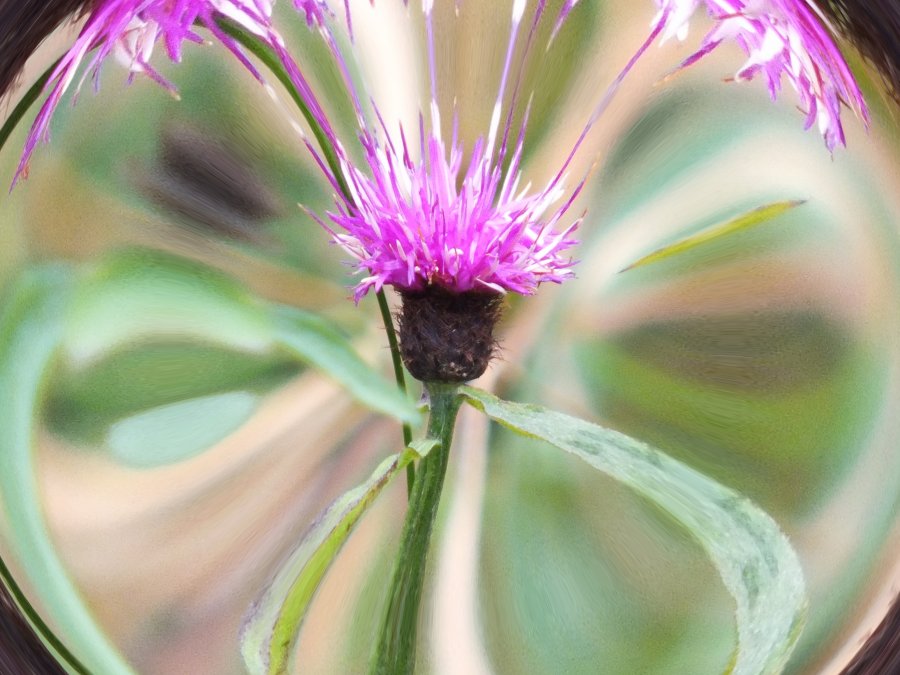 Wild thistle