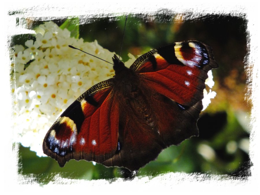 Peacock butterfly