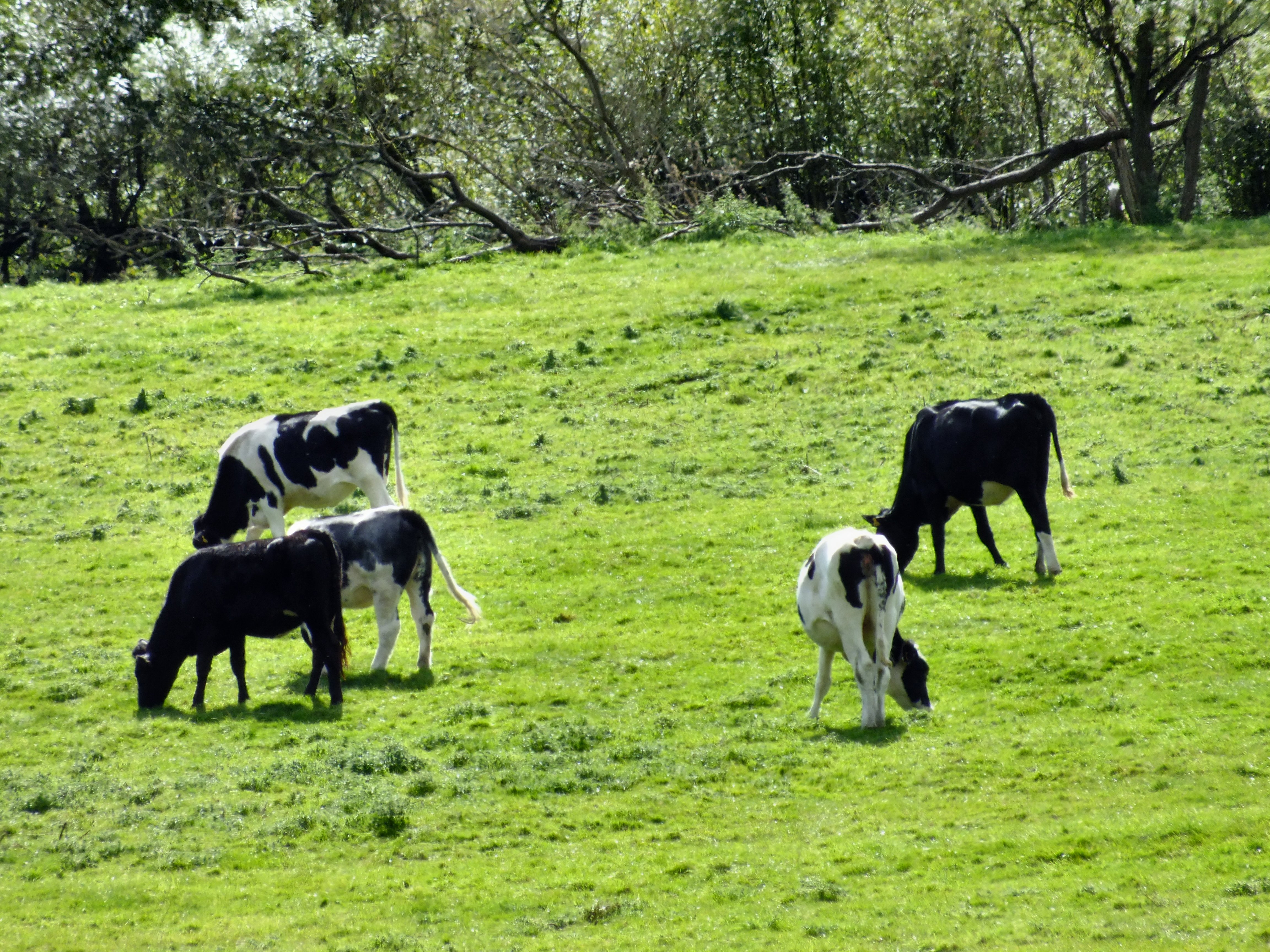 Cattle, Nesfield, North Yorkshire 2012