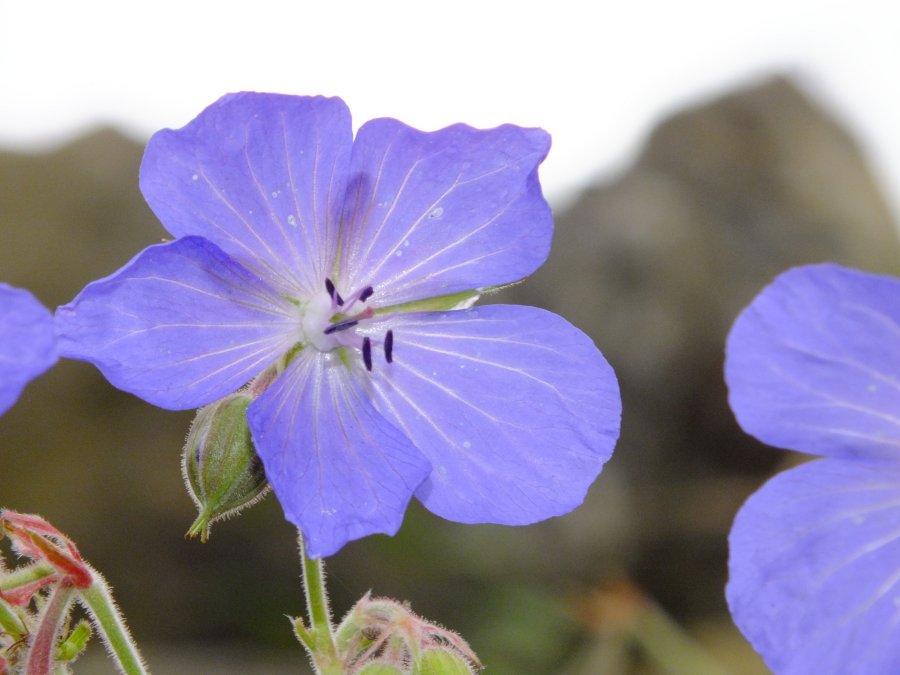 Meadow Cranesbill