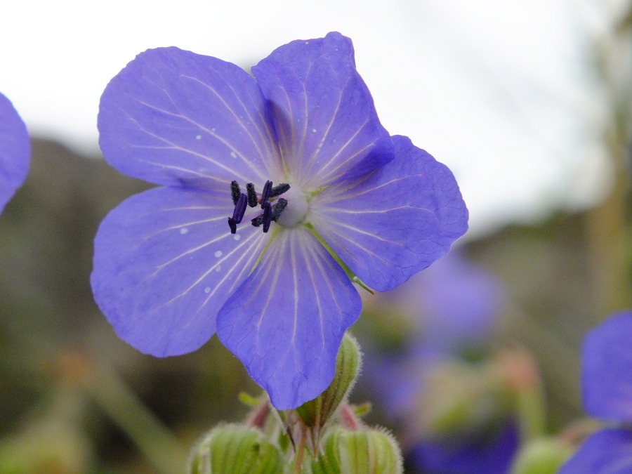 Meadow Cranesbill