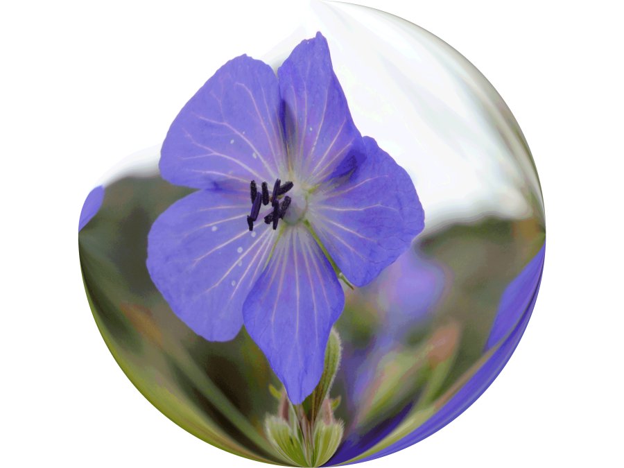 Meadow Cranesbill